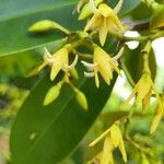Rhizophora racemosa Цвят