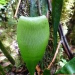 Antrophyum boryanum Leaf