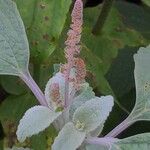 Coleus argentatus Bloem