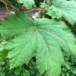 Oplopanax horridus Hoja