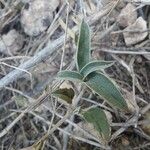 Helianthemum cinereum Feuille