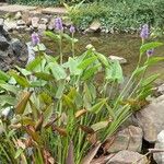 Pontederia cordata Habitat