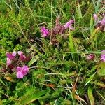 Pedicularis sylvatica Habit