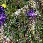 Phyteuma betonicifolium Flor