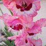 Gladiolus communisFlor