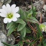 Cerastium alpinum Flor