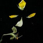 Crotalaria albida Fruit