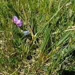 Oxytropis lapponica अन्य