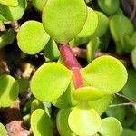 Portulacaria afra Leaf