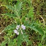 Solanum dimidiatum برگ