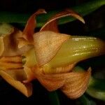 Dendrobium austrocaledonicum Fruit