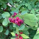 Cotoneaster multiflorus Gyümölcs