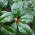 Rhododendron aureum Hoja