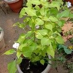 Impatiens flaccida Habit