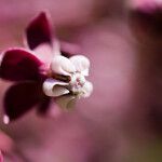 Asclepias cordifolia Floare
