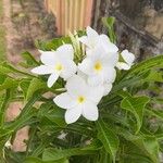 Plumeria pudicaЦветок