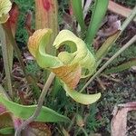 Sarracenia flava Flor