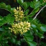 Haematoxylum campechianum Blatt