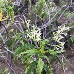 Ceballosia fruticosa Fula