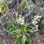 Ceballosia fruticosa Flower