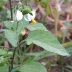 Solanum nigrumപുഷ്പം