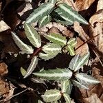 Chimaphila maculata Hoja