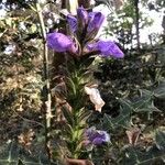 Acanthus eminens Flower