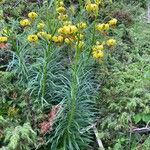 Lilium pyrenaicum Floare