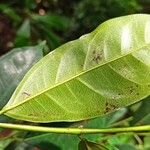 Trilepisium madagascariense Leaf