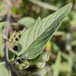 Caryopteris × clandonensis Yaprak