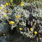 Helichrysum ambiguum Hábito