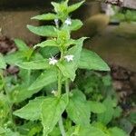 Lobelia inflata Leaf