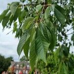 Prunus cerasusFulla