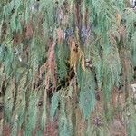 Cupressus cashmeriana Φύλλο