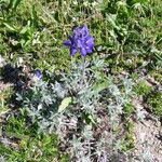 Lupinus sellulus Habit