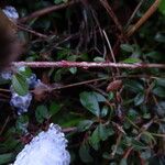 Cotoneaster integrifolius Schors