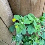 Medicago lupulinaFlower