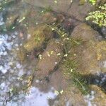 Elodea nuttallii Hábito