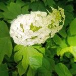 Hydrangea quercifoliaBloem