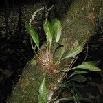 Stelis superbiens Hábito