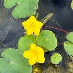 Nymphoides peltata Blomma