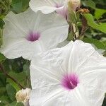 Ipomoea pandurata 花