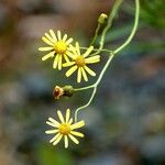 Senecio inaequidens 花