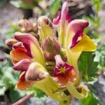 Scutellaria przewalskii 花