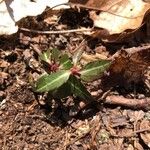 Chimaphila maculata Leht