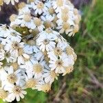 Pericallis murrayi Кветка