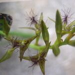 Bulbophyllum alinae Fruit