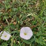 Convolvulus arvensisFloro