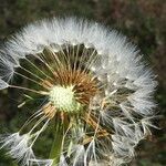 Taraxacum sect. Taraxacum Frukt