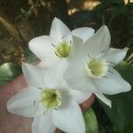 Urceolina × grandiflora പുഷ്പം